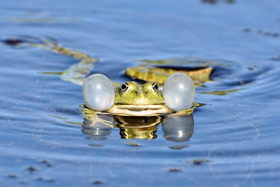 Frosch mit großen Schallblasen schwimmt im Teich