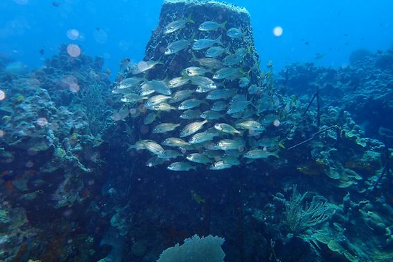 Unterwasseraufnahme mit Fischen und Felsen