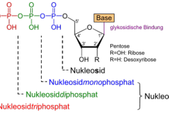 Strukturformel Nucleotid