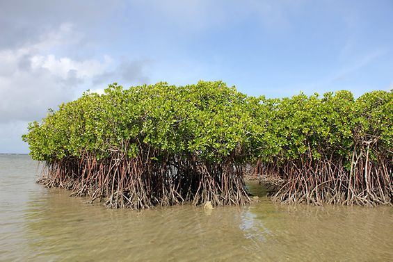 Mangrovenbäume in Polynesien