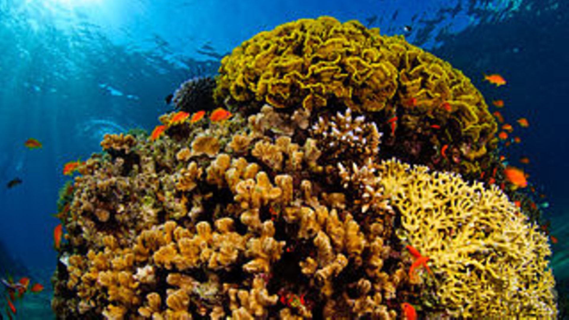 Korallen im Ozean