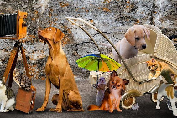 verschiedene Hunde und Katzen mit Sonnenschirm und Kinderwagen