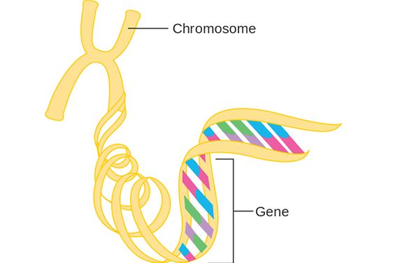B Diagram of a gene on a chromosome