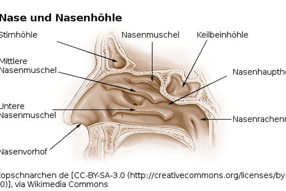 Bild vom Aufbau der Nase