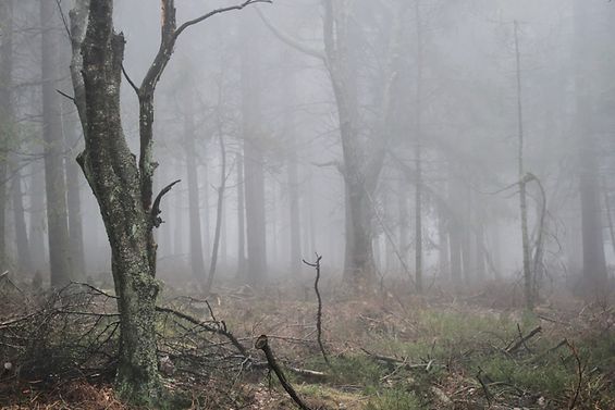 Wald mit toten Bäumen im Nebel