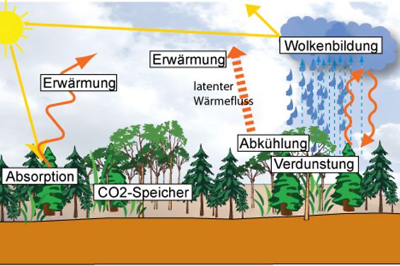 Wald Klima