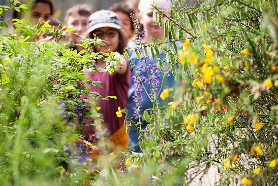 Zu erkennen ist eine kleine Gruppe von Kindern, die im Hintergrund unscharf durch hohes Gartengrün die Pflanzen betrachten.