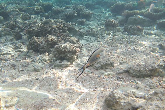 Unterwasserbild mit sandigen und steinigen Untergrund und einem grau weiß gestreiften Fisch.