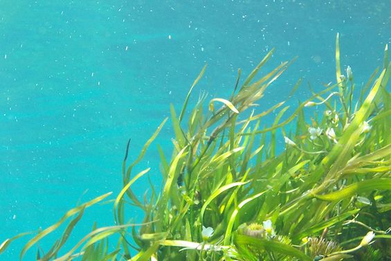 Unterwasseraufnahme. Blaues Meer mit hellgrünem Seegras, je zur Hälfte das Bild einnehmend.