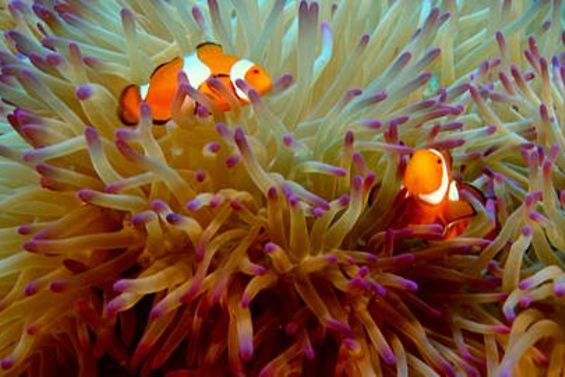Zu sehen ist eine Seeanemone mit zwei Clownfischen.