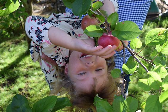 Lachendes Kind hängt kopfüber im Baum und pflückt Apfel